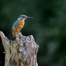 Kingfisher - Eisvogel by Robbie Nijman
