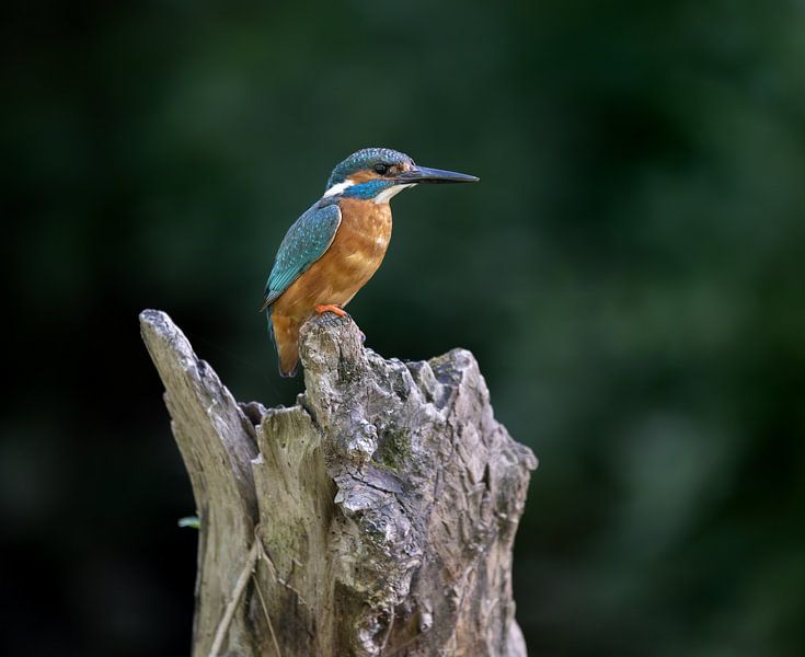 Kingfisher - Eisvogel by Robbie Nijman