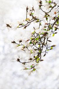 Magnolia (magnolia étoilé) dans un beau cadre blanc