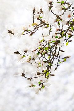 Magnolia (stermagnolia) in een mooie witte setting