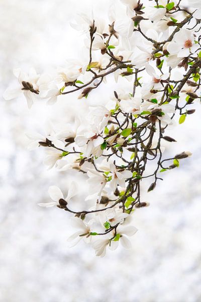 Magnolia (magnolia étoilé) dans un beau cadre blanc par Francis Dost