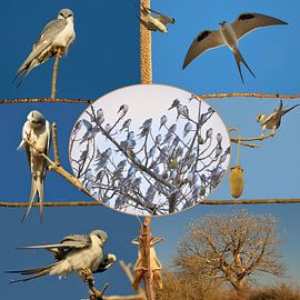 african swallowtail kites sleep en masse along the rievier
