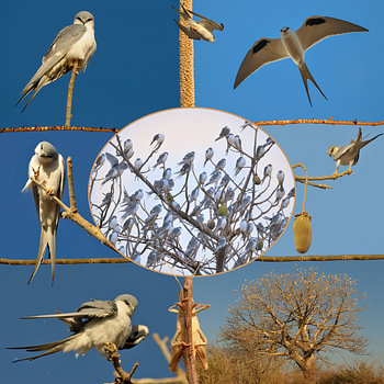 african swallowtail kites sleep en masse along the rievier