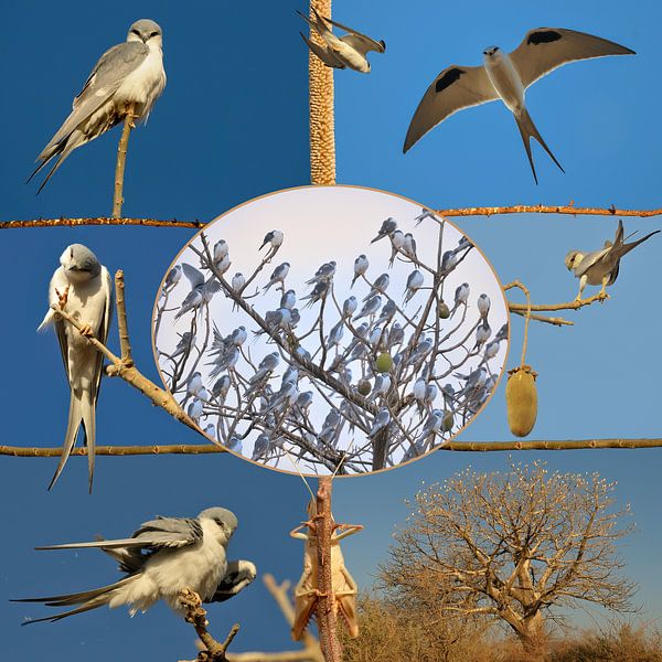 les cerfs-volants africains à queue d'hirondelle dorment en masse le long du rievier par Hans Hut