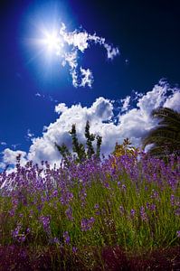 Zonnig frankrijk sur Wouter Sikkema