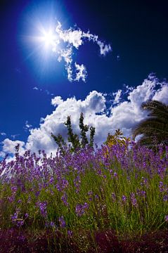 Zonnig frankrijk by Wouter Sikkema