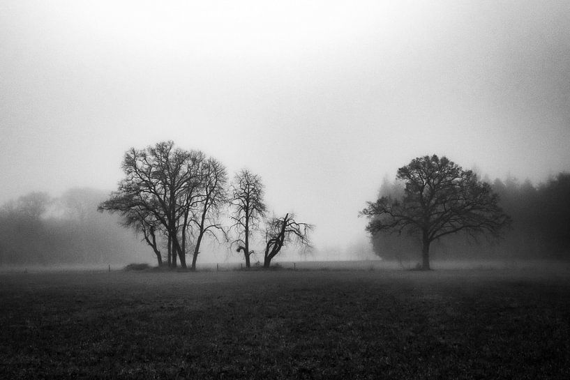 Nebliger Wald von Pierre Verhoeven