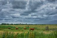 Koeien onder een bewolkte lucht van Peet Romijn thumbnail