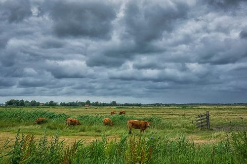 Koeien onder een bewolkte lucht