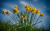 Echte Hollandse Narcissen