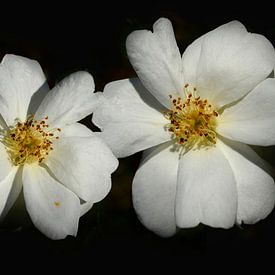 Two white peace roses by Corinne Welp