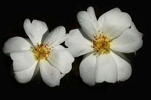 Deux roses de la paix blanches