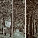 triptique de l'avenue des arbres by Yvonne Blokland thumbnail