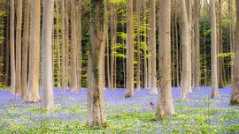 Paarse lente van Lex Schulte