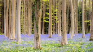 Violetter Frühling