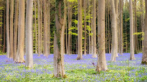 Purple Spring