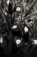 Fleurs botaniques en noir et blanc