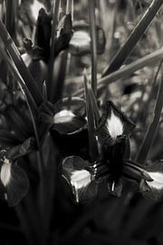 Black and White Botanical Flowers by Iris de Gelder
