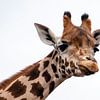 Giraffe sur Lieke Doorenbosch