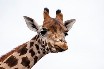 Giraffe von Lieke Doorenbosch