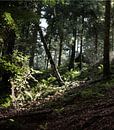 Mysteriöser Wald von simone swart Miniaturansicht