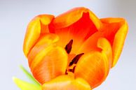 Oranje tulp van Maerten Prins thumbnail
