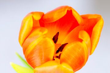 Oranje tulp von Maerten Prins