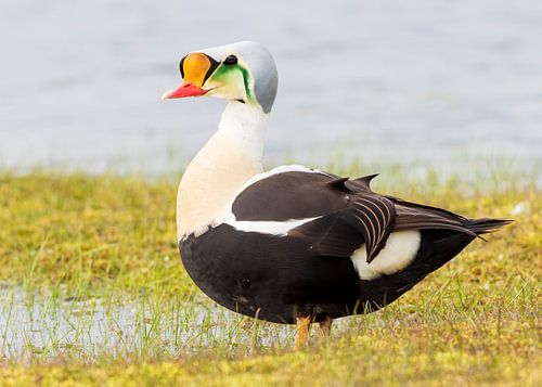 A beautiful male King Eider