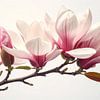 Magnolia: Pure Genesis 2/3 van Martin Mol
