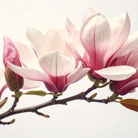 Magnolia: Pure Genesis 2/3 von Martin Mol