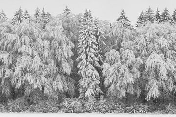 Forest deeply covered with hoarfrost in winter