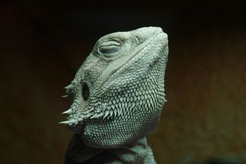 Bearded dragon - Pogona by Ingo Rasch