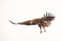 Aigle aux ailes déployées sur fond neutre (oiseau de proie)