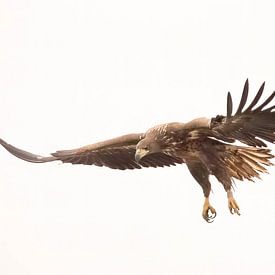 Arend met openslaande vleugels op een neutrale achtergrond (roofvogel) van Nicky Depypere