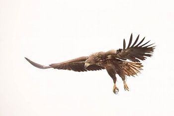 Eagle with unfolding wings on a neutral background (bird of prey)