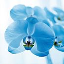 blauwe orchidee van Mariska Hofman thumbnail