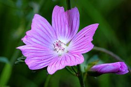 Paarse bloem