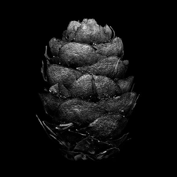 Dennenappel van Vers Licht Fotografie