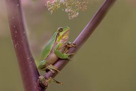 Tree frog in soft shades of purple and green by Yvon van der Laan
