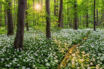 Abendlicht im Bärlauchwald