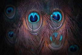 blue eyes !!! by patrick verweire