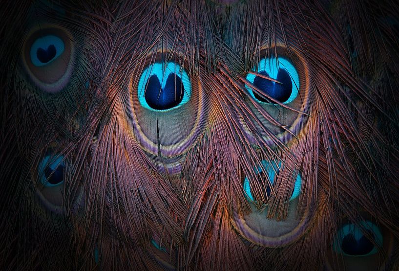 blaue Augen! von patrick verweire