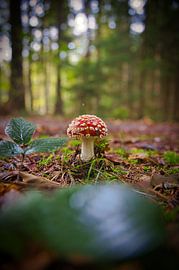 Small but oh so lovely by Alexander van der Molen
