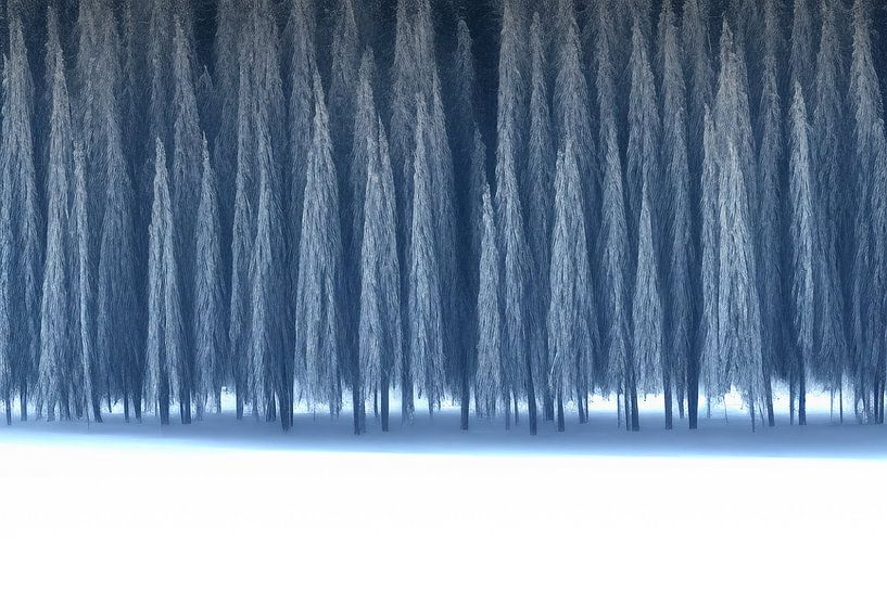 Winter Forest - Abstract Snow Landscape by Frank Heinz