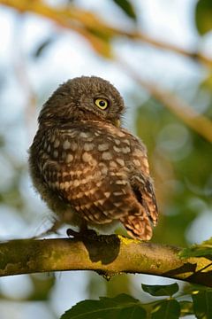 Little Owl ( Athene noctua ) sitting on a branch of a broadleaved tree in nice morning light, watchi