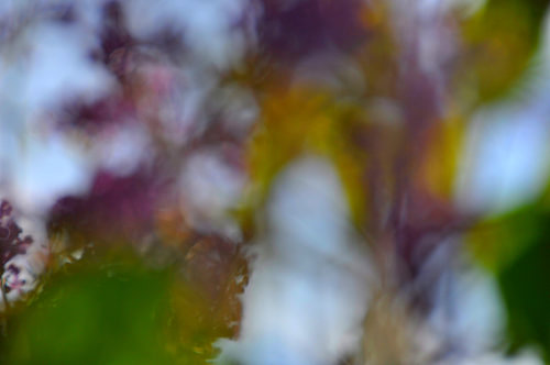 FLOWER DREAMS 36