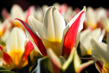 Tulp wit rood geel