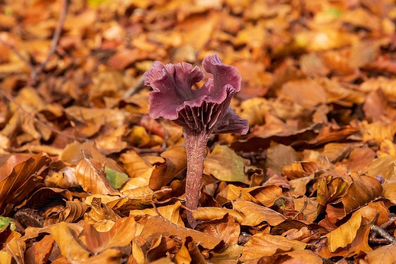 Purple fungus by Merijn Loch