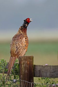 Ring-necked Pheasant ( Phasianus colchicus ), male, perchedon a wooden fence, calling loudly, wildli van wunderbare Erde