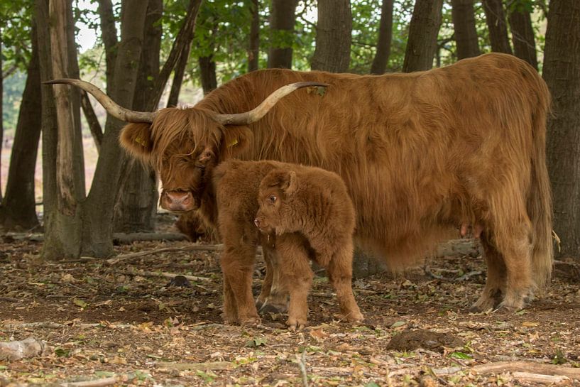 trotse mama van anja voorn